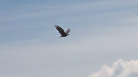 Bald Eagle Soaring Against Clouds