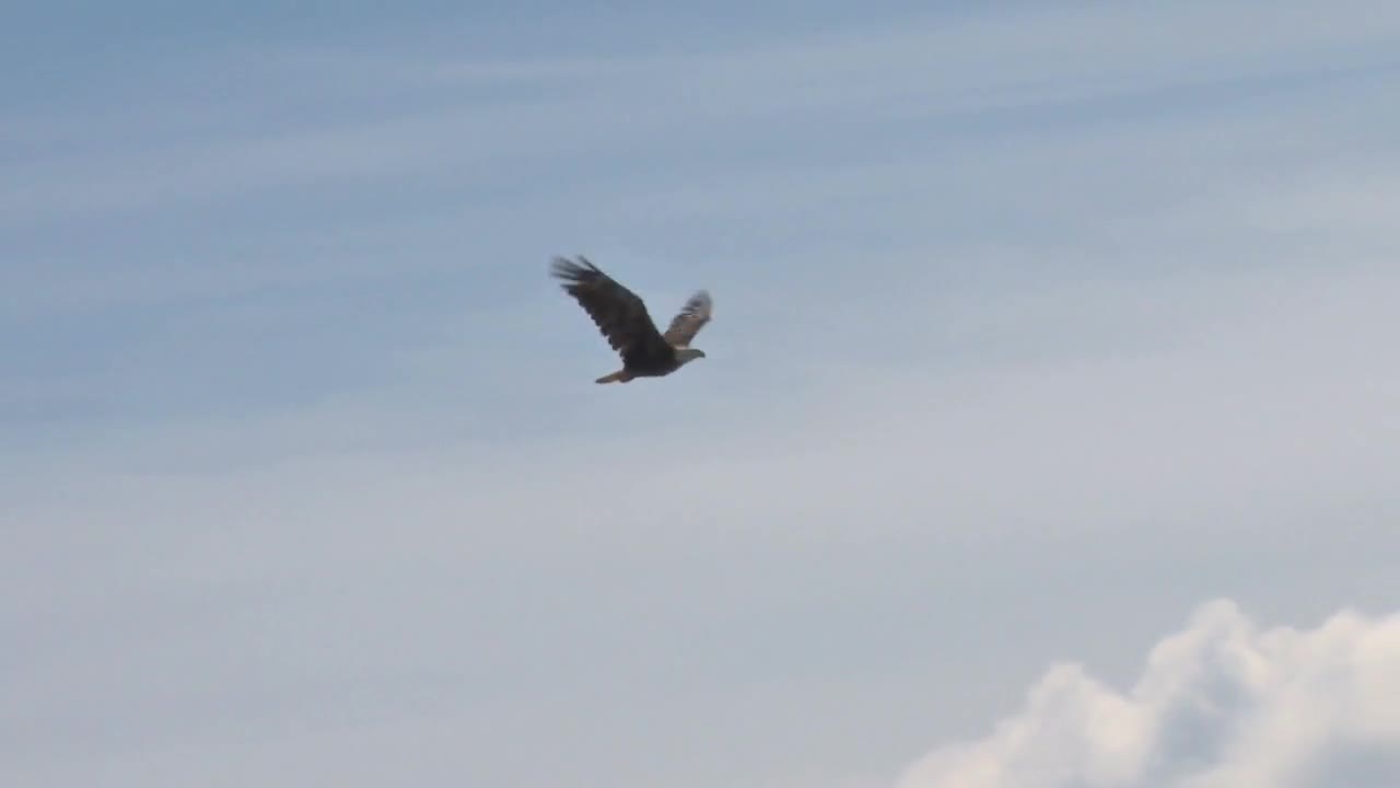 Bald Eagle Soaring Against Clouds