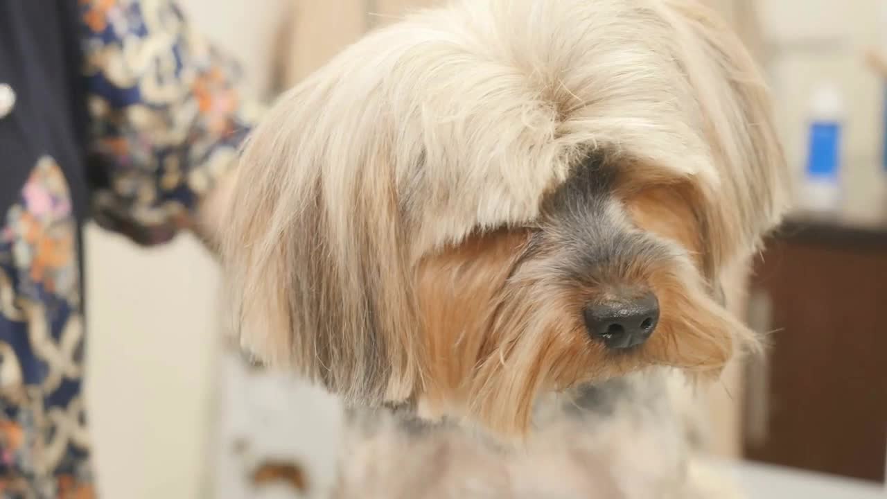 The groomer cuts the dog's fur