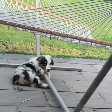 Aussie puppy tries to figure out the hammock