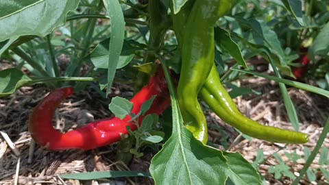 Peppers