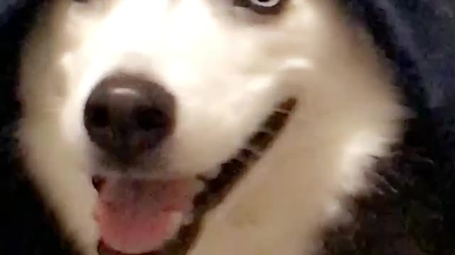 Siberian Husky caught humorously sneaks into bed