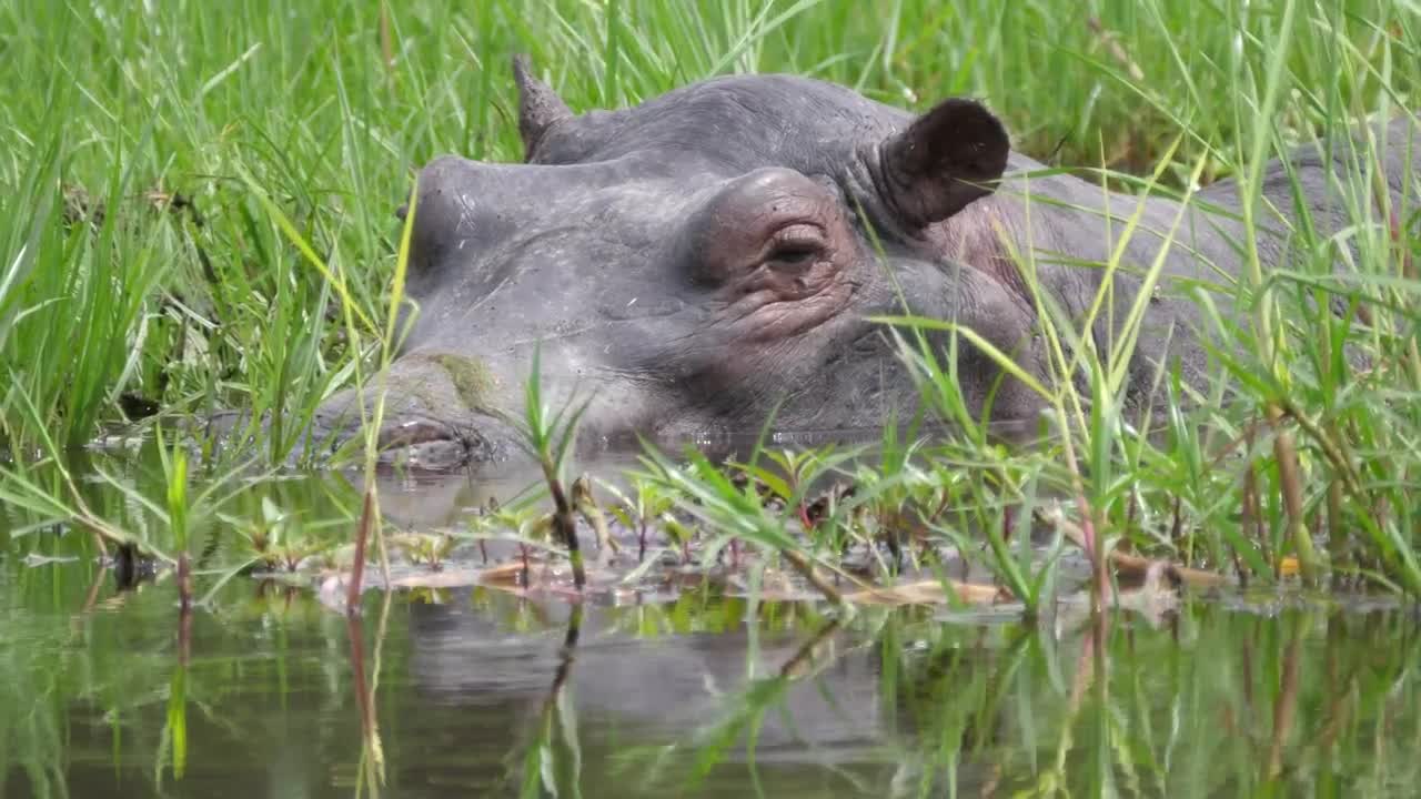 Closeup of a hippo resting in a bog