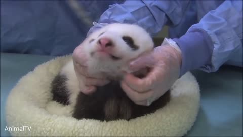 Cute little furry pandas