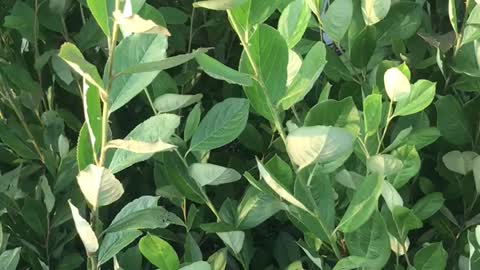 Aronia at Highland Hill Farm near Philadelphia