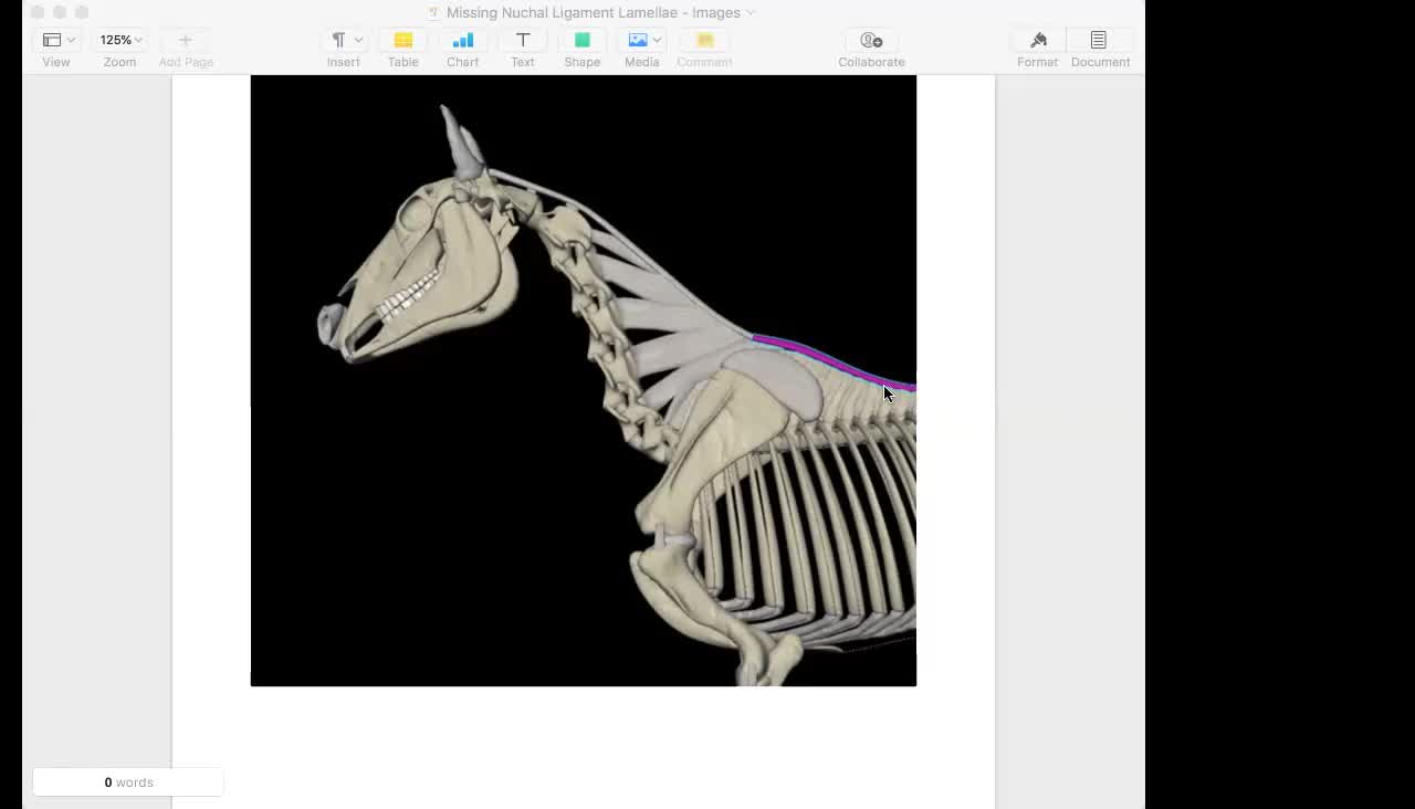 Viki treats a chicken! AND: The mysterious Missing Nuchal Ligament Lamellae