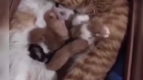 Lovely cats with their baby citties.
