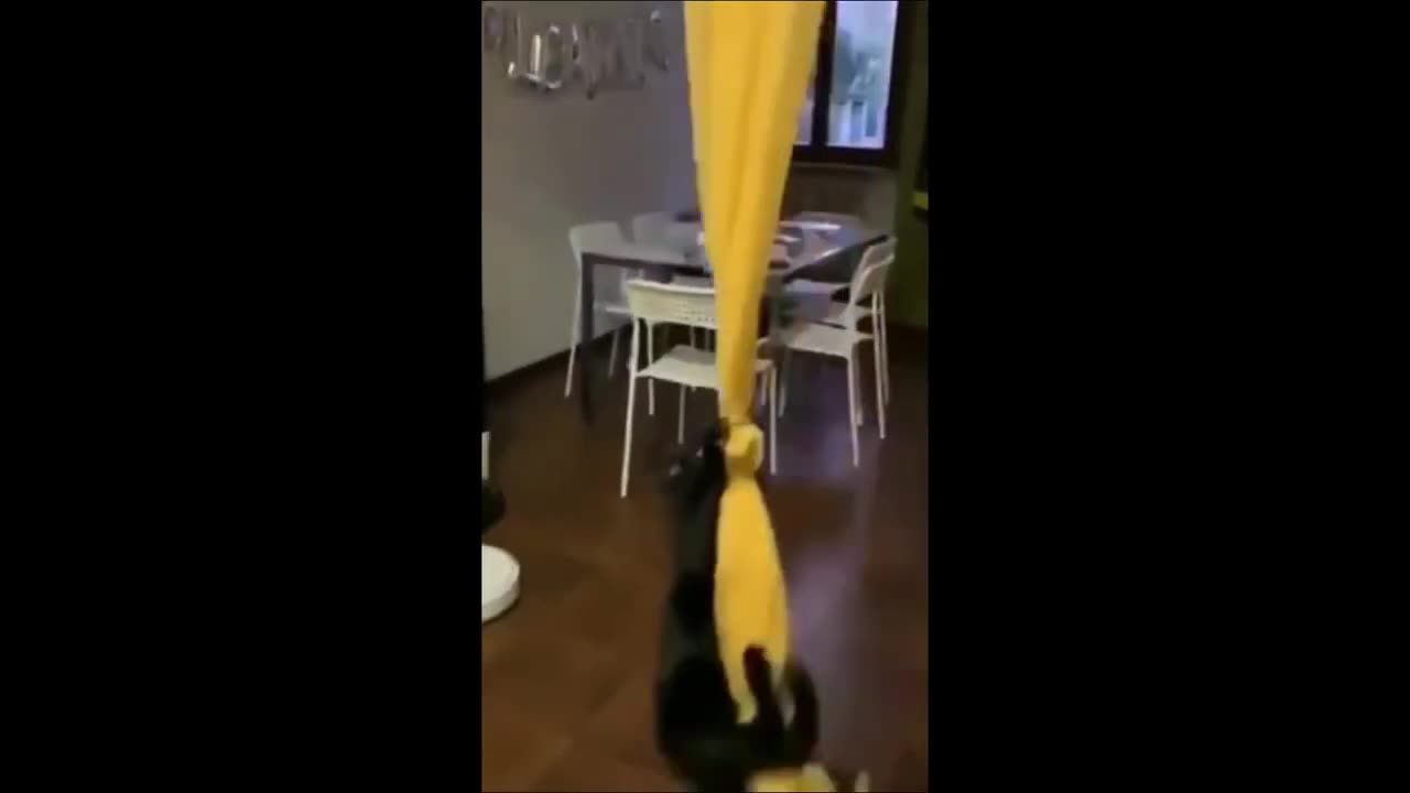 Funny animal videos 2023