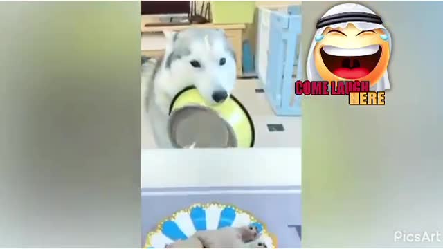 The incredible reaction of the dogs!