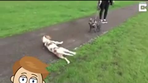 Crazy dogs compilation