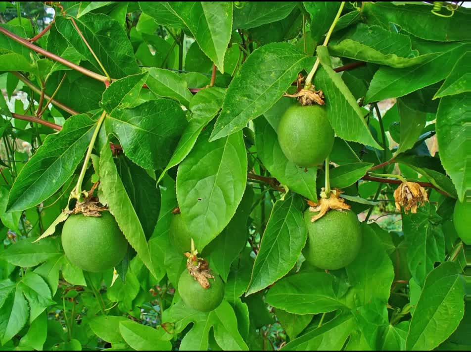 Passiflora ( Passiflora incarnata ) serve para Mal de Parkinson, insônia e ansiedade