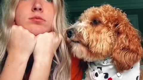 Funny Dogs of TikTok Compilation