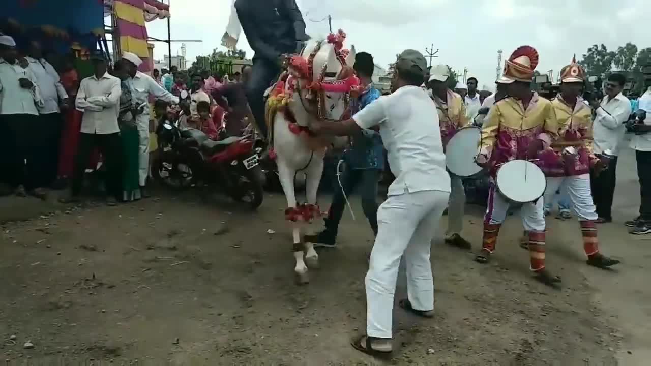 Amazing Horse dancing video