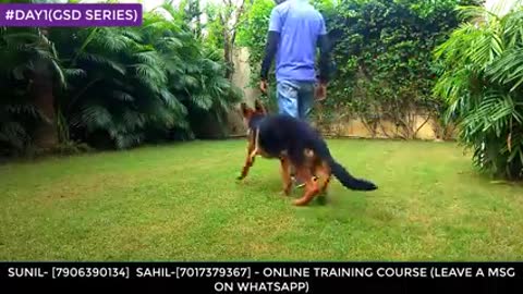 Dog Training