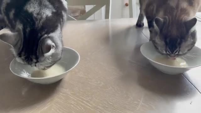 Drinking milk cat