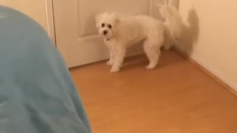 Dog Training