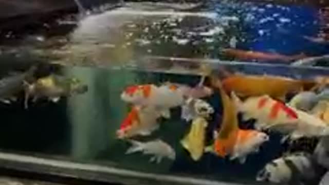 Koi fish pond