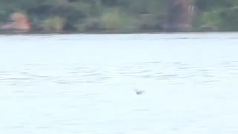 Video Fish leaps to catch birds on the wing Nature News Comment