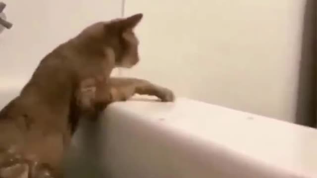 Funniest Animals -- - Best Of The 2020 Funny Animal Videos
