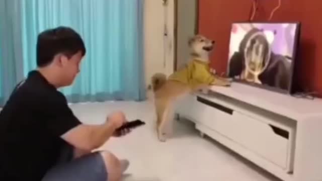 Dog very funny video 2. My trending video