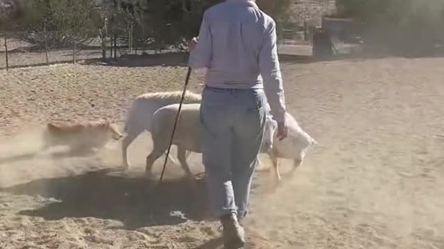 Have you tried this with your herding dog yet? 🐑