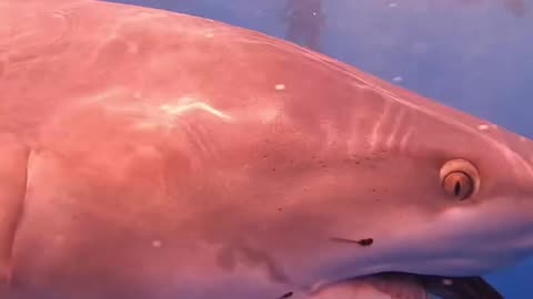 Wildlife