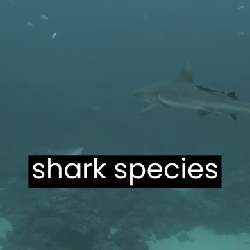 Shark - Sharks are fascinating marine predators and come in a wide variety of species