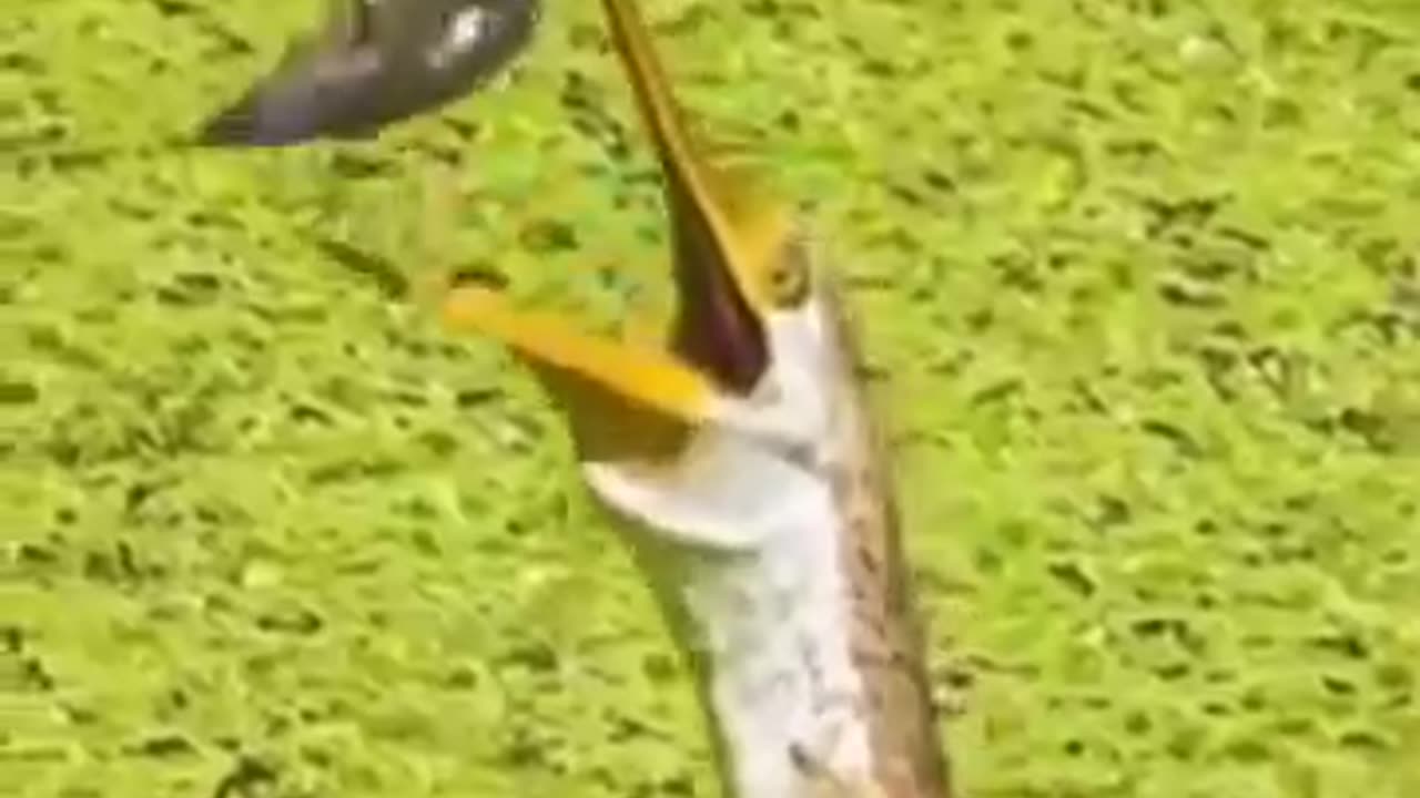 Fish in truble