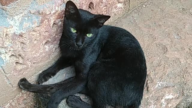 Black cat security