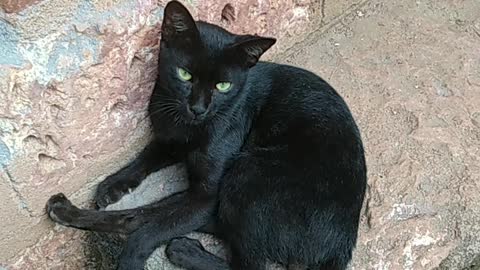 Black cat security