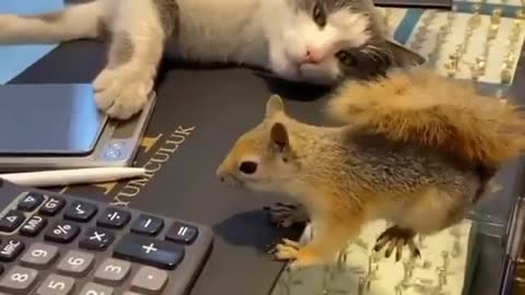 If I move, I'll scare her⁉️😺💬