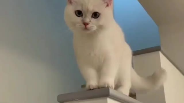 Very funny cat videooo hahahahahah🤣🤣🤣