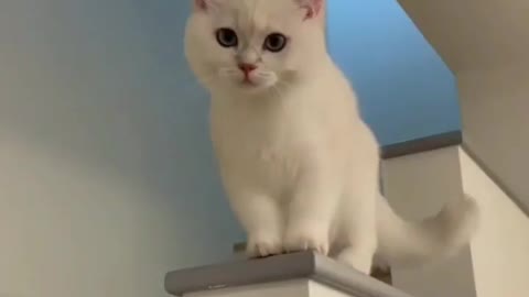 Very funny cat videooo hahahahahah🤣🤣🤣