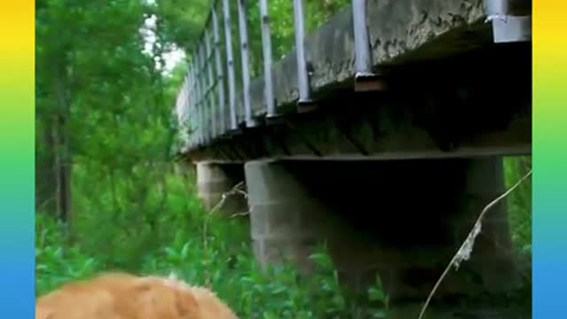-Smart-Dog-Video-2021---10---short.mp4