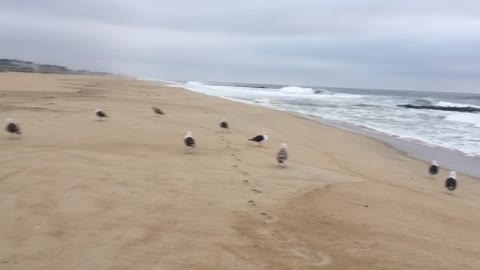 Beach traffic jam