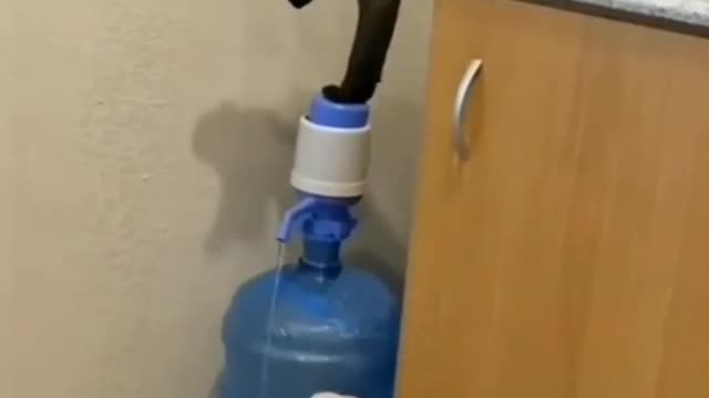 Thirsty Cat Trying to Pump the Water From a Dispenser