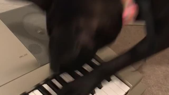 Black dog trying to play piano