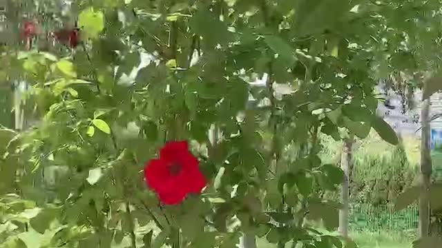 beautiful red flower