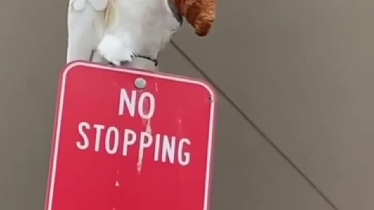 Cockatoos living his best life