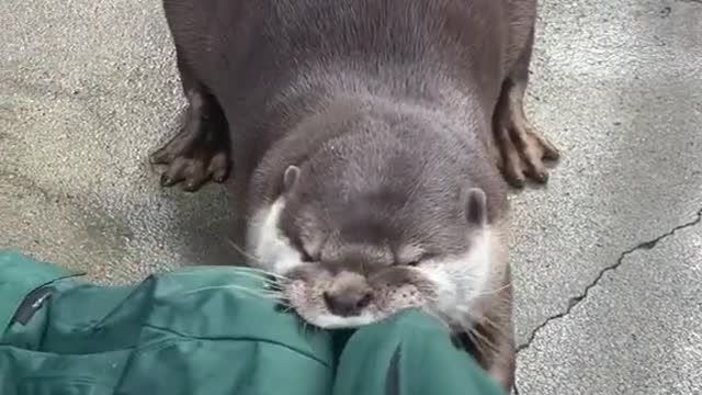 Ottertugofwar!!#otter#cute#tugofwar#animallover#cuteanimals#wholesome
