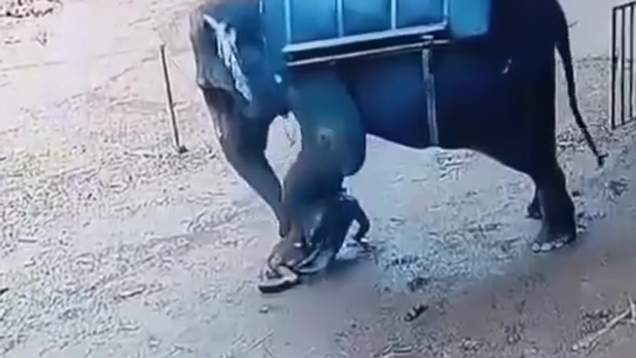 Elephant...
