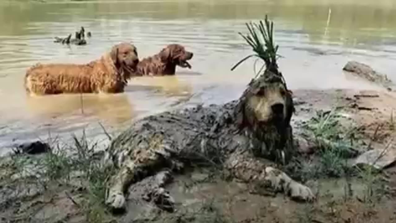 Animal funny video