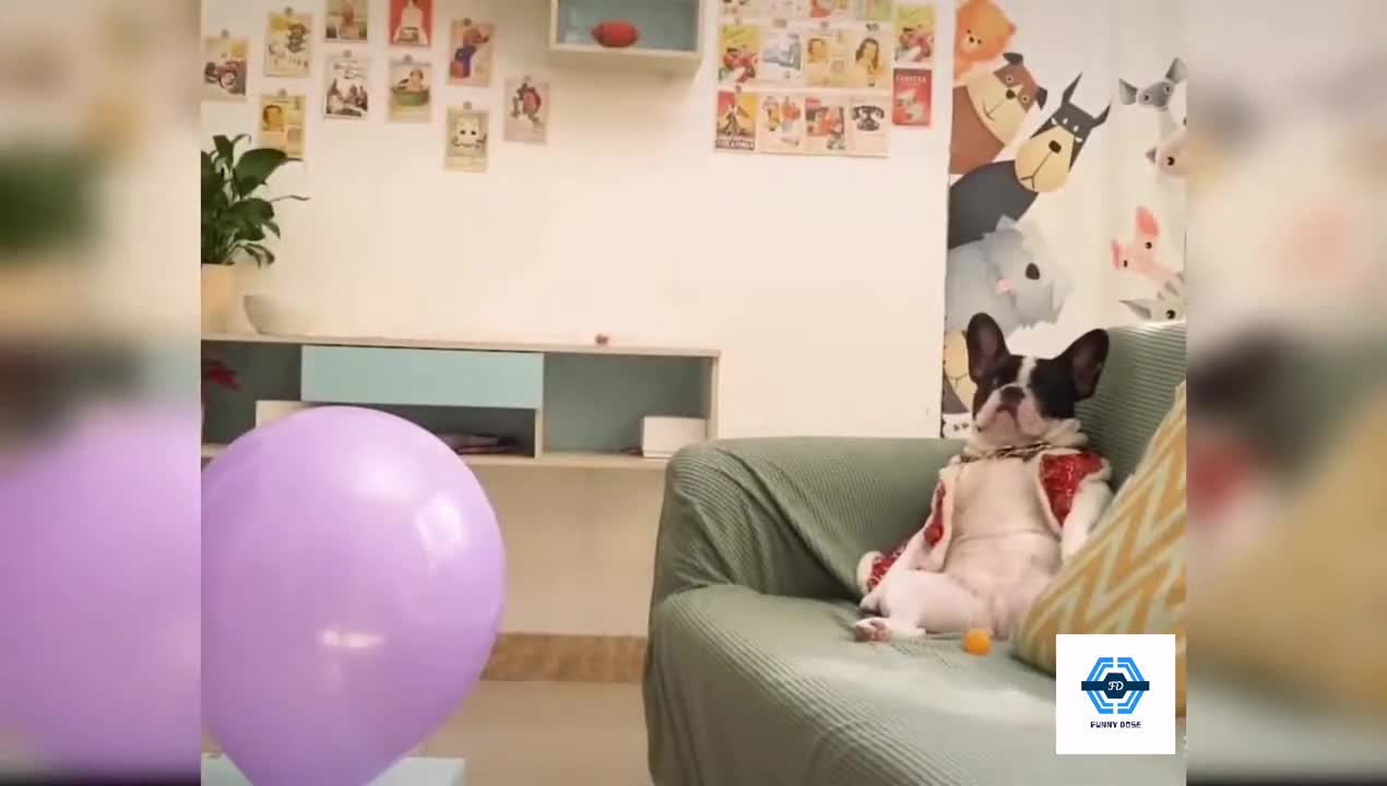 SUPER FUNNY DOG VIDEO