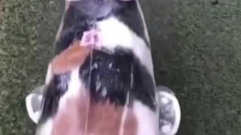 rain fun cat