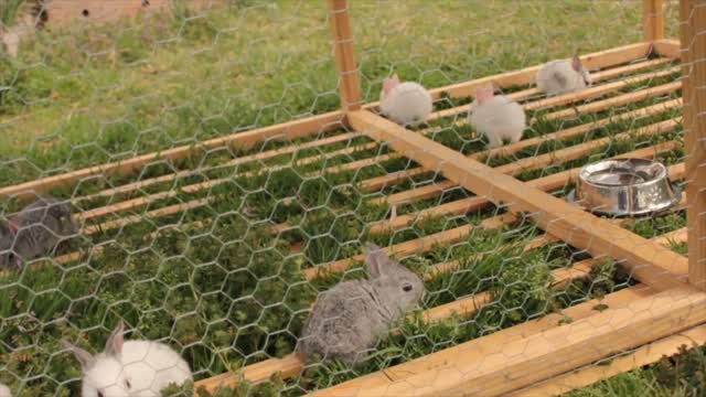 Starving Baby Bunnies #2/New Zealand Vs Flemish Giant