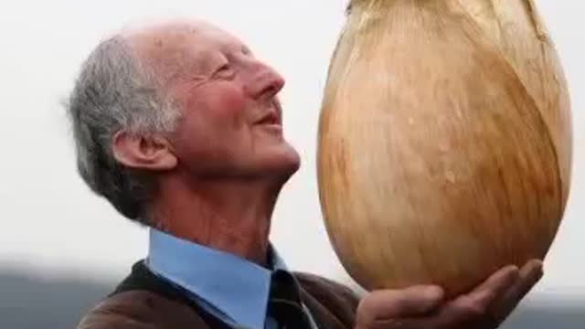 Wow that's Amazing World's Biggest Onion | #amazing #top10 #telent #trending