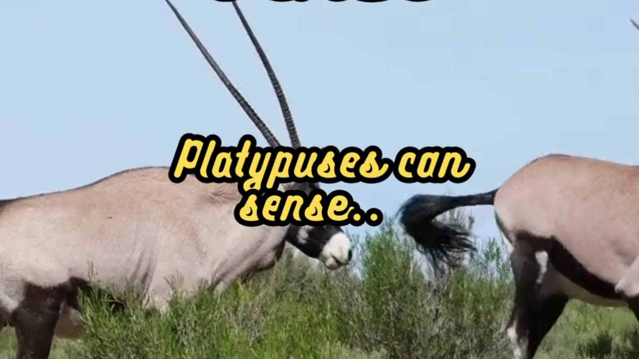 Animal Facts Platypus Electricity Sense #shorts