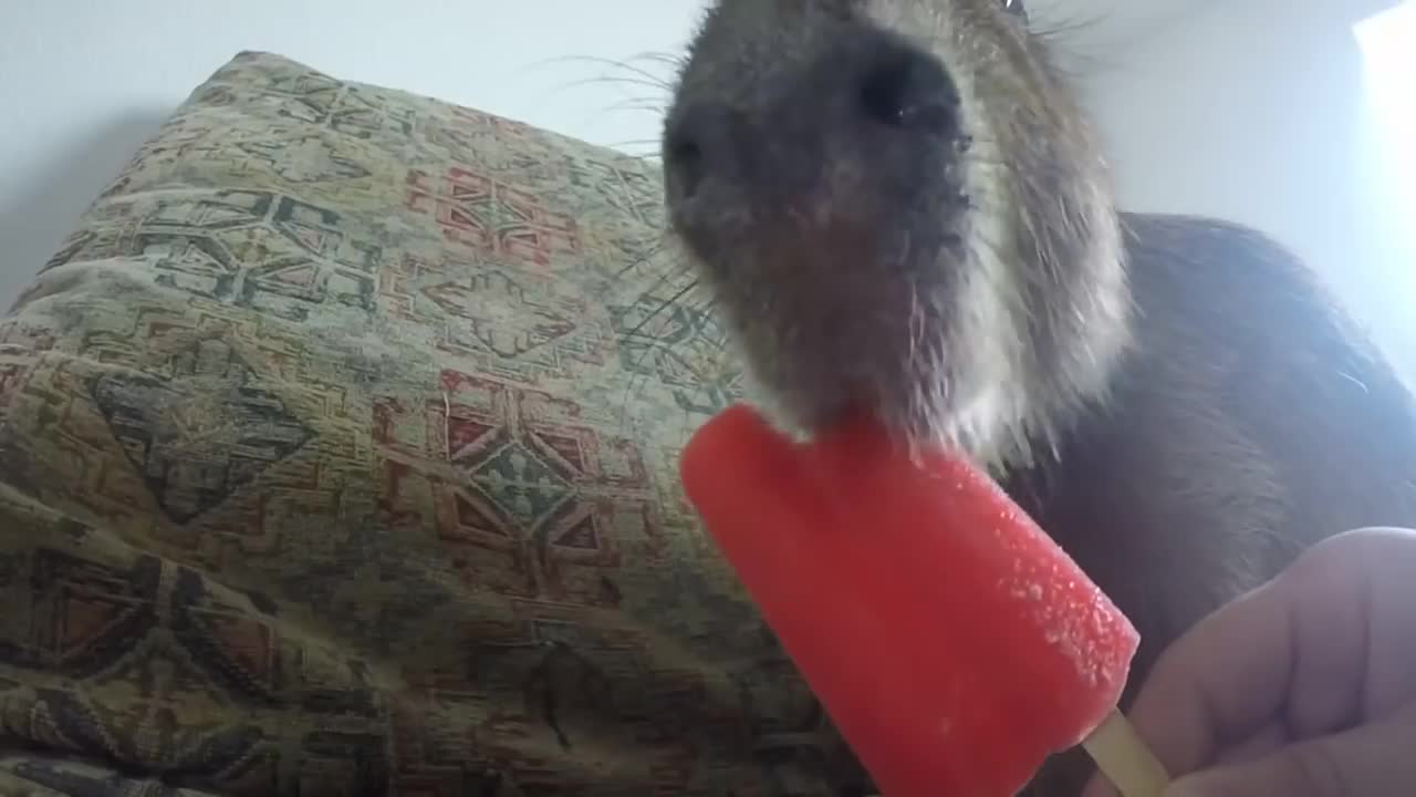Top 5 Capybaras