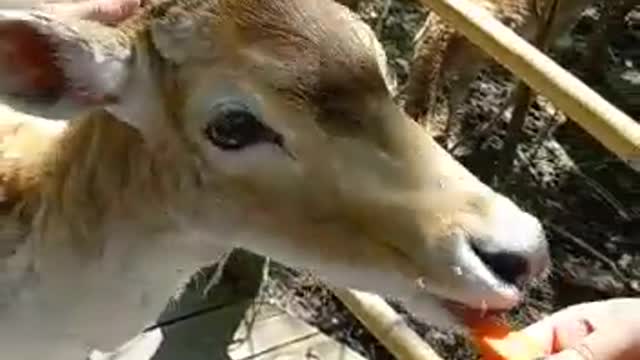 это маленький олень