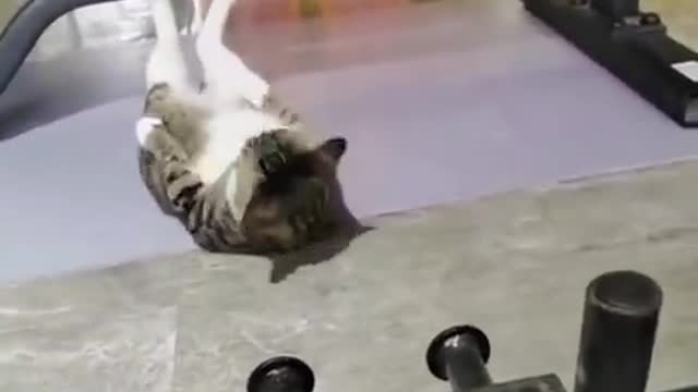 #cute & funny cat🐱🐱